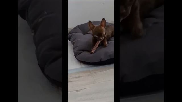 Божена в новом доме!) Видео привет от Елены ☺️#ням #вкусняшка #чихуахуа #chihuahualove смотреть онлайн