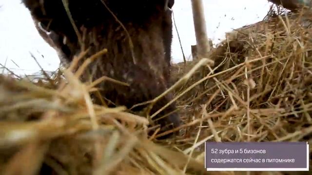 Приокско-Террасный заповедник смотреть онлайн