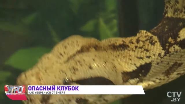 Что делать, если укусила змея смотреть онлайн