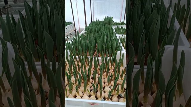 3 февраля 2024 Обстановка в теплице смотреть онлайн