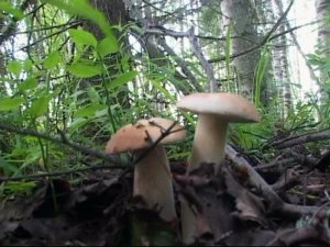 Идеальная грибалка