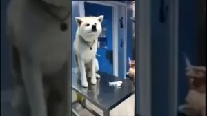 приколы с собаками у ветеринара