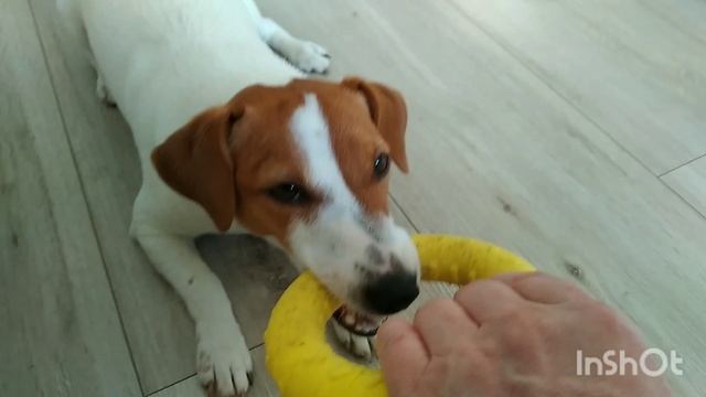 Злая собака. смотреть онлайн