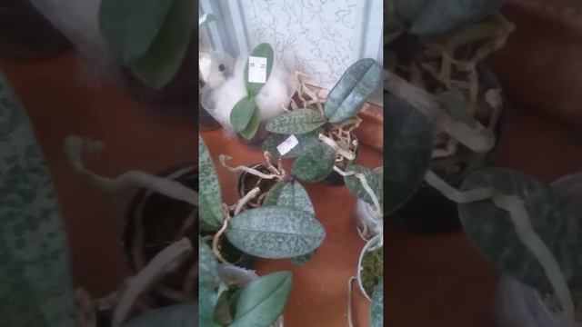 Первый привоз 2018 смотреть онлайн