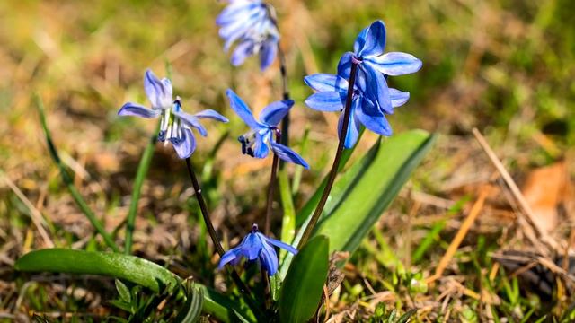 10 Plantas Bulbosas Más Increíbles смотреть онлайн