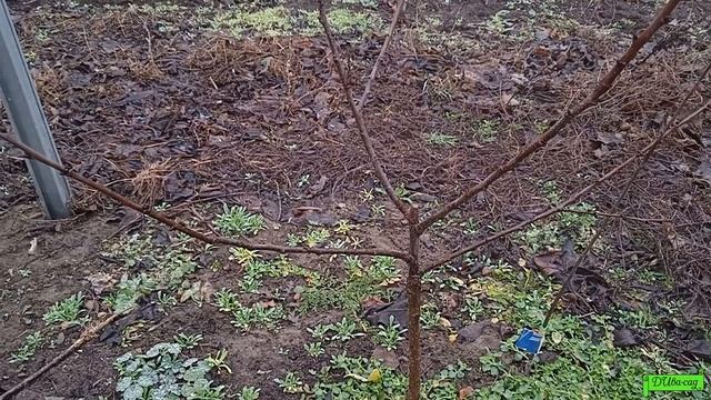 Абрикос сорт Биг ред, Астрахань 2022г. смотреть онлайн