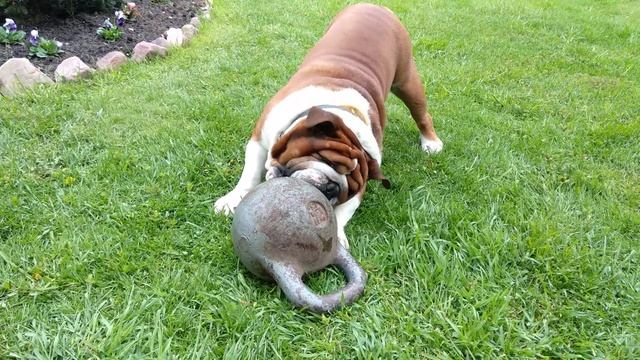 Английский бульдог Батуш и новая игрушка.