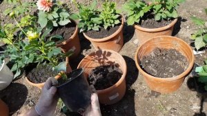 Георгины низкорослые. Выращивание в вазонах.