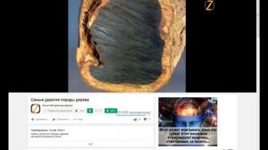 Самое твердое дерево Выбрать мебель  Ярра Мутения,берёза Шмидта