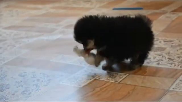 Шпицы смотреть онлайн