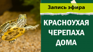 Красноухая черепаха дома. Рекомендации ветеринара