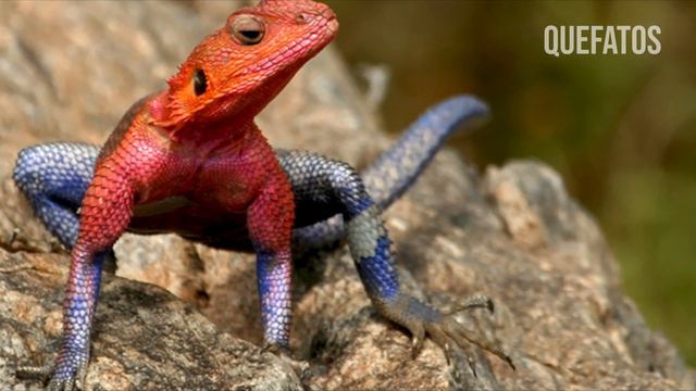 CONHEÇA O LAGARTO HOMEM ARANHA UM ANIMAL RARO DE SE VER смотреть онлайн