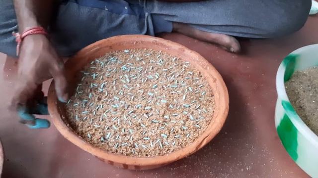 How To Grow Adenium From Seeds 100 % Success смотреть онлайн