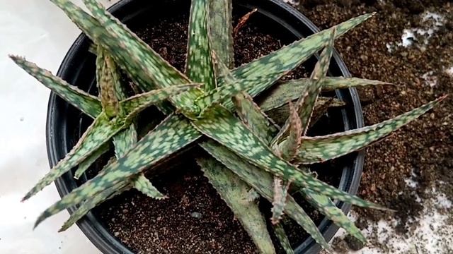 Пересадка алоэ #алоэ, #мои растения и животные, #комнатные растения, смотреть онлайн