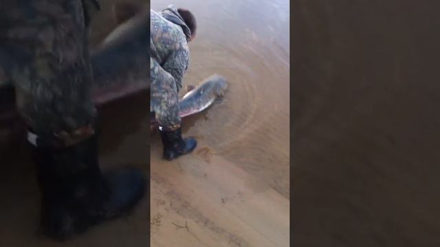 Рыбалка (Свобода Сому!) смотреть онлайн