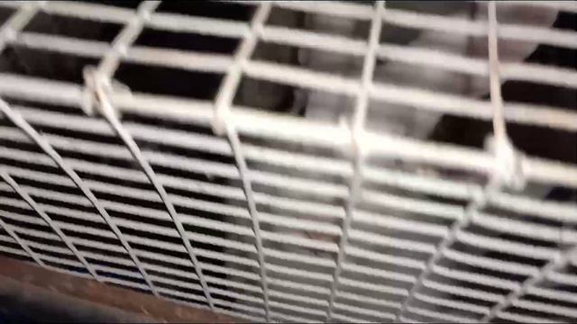 Sanders'Chosen Conies Rabbits & organic farm смотреть онлайн
