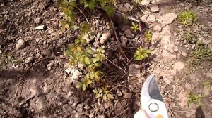 ПРОВЕРЕННОЕ РАЗМНОЖЕНИЕ ЕЖЕМАЛИНЫ ПЕРВЫЙ СПОСОБ