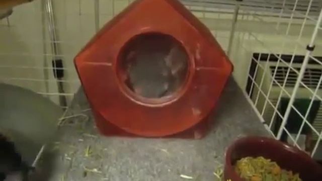 падение шиншилы смотреть онлайн