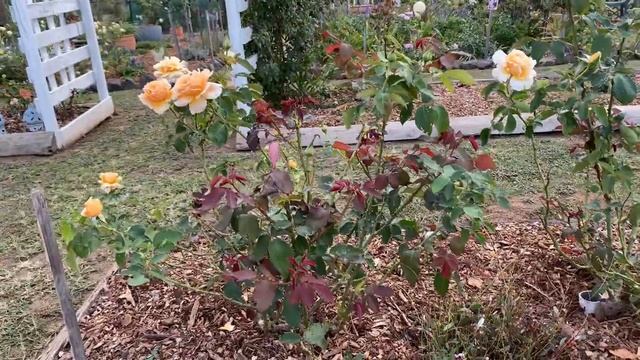 Just Joey. Rose series смотреть онлайн