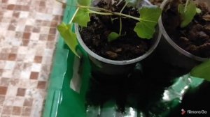 Азарина. Пикировка. Прищипка. Черенкование.