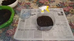 Сезон 2022: рассада томатов крепкая и здоровая. Сажаю помидоры только так.