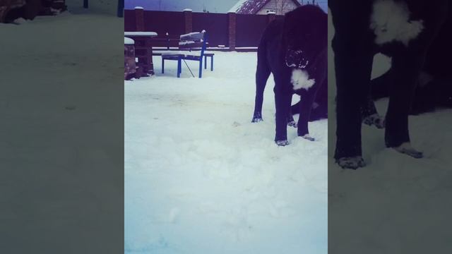 САО, алабай, Черный азиат, щенки спб смотреть онлайн