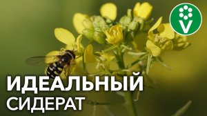 ЗОЛОТАЯ ТРАВА: избавит от нематоды и повысит плодородие!