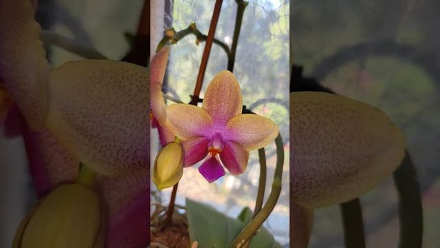 Прекрасная Леодора #орхидея смотреть онлайн