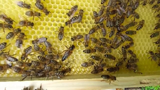 Роеловство 2022, сколько ПЧЁЛ мы поймали ? смотреть онлайн