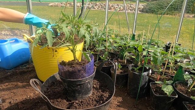 Рассада без пикировки - это просто! Выращивание рассады томатов без пикировки | Томаты без пикировк смотреть онлайн