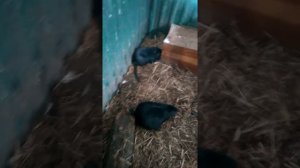 зимнее содержание нутрий