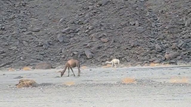 Египет, дорога Аль-Кузейр - Кена, верблюды смотреть онлайн