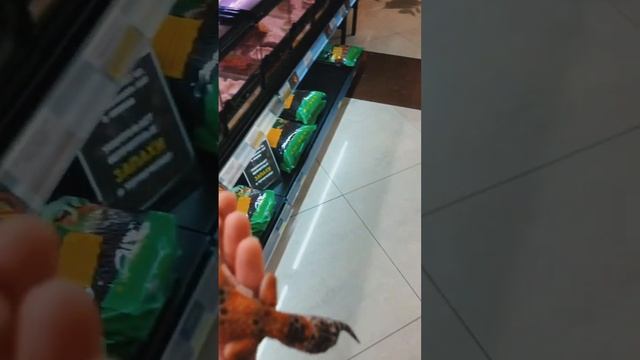 Какого питомца хотите себе завести? #рептилии #животные #экзотика #эублефар#шок#ящерица#зоомагазин смотреть онлайн