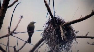 Приметы весны