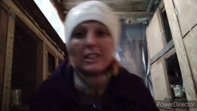 сена нет. чем кормить кроликов? домик на окраине. kroliki zhivotnovodstvo смотреть онлайн
