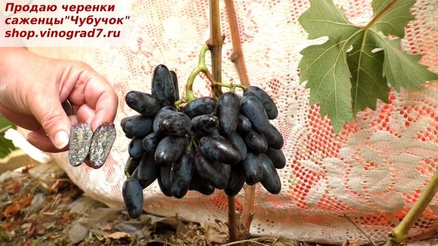Виноград МОГУЧИЙ или ЧЕРНЫЙ СОСОК - очень интересный вукс ягод, ягоды пальчиковые длинные, черные смотреть онлайн