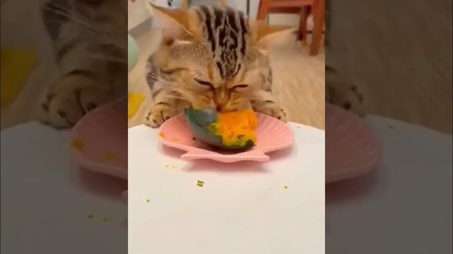 Любимые овощи котов #cat Cats' Favorite Vegetables #vegetables #catvideos #кот смотреть онлайн