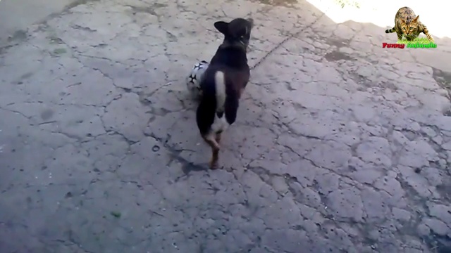 Собака играет с мячом. смотреть онлайн