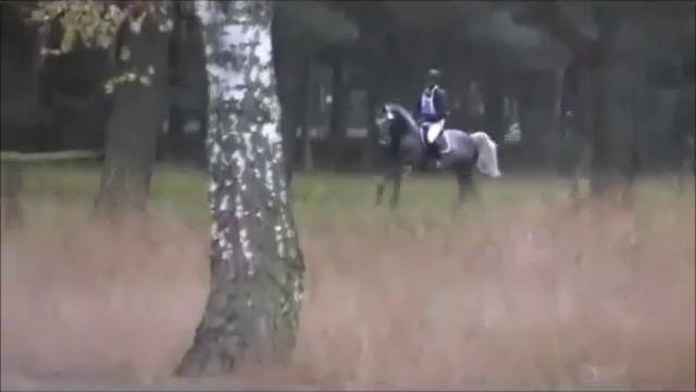 CLINTON'S HEART: stallion by Clinton x Heartbreaker (as Cornet Obolensky), www.equine-evolution.com смотреть онлайн