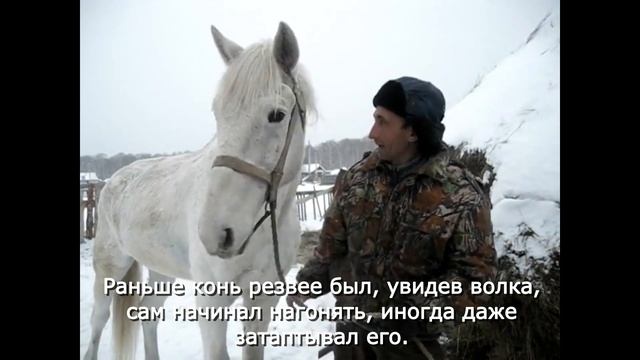 Метод ловли волков в Баймакском районе РБ смотреть онлайн