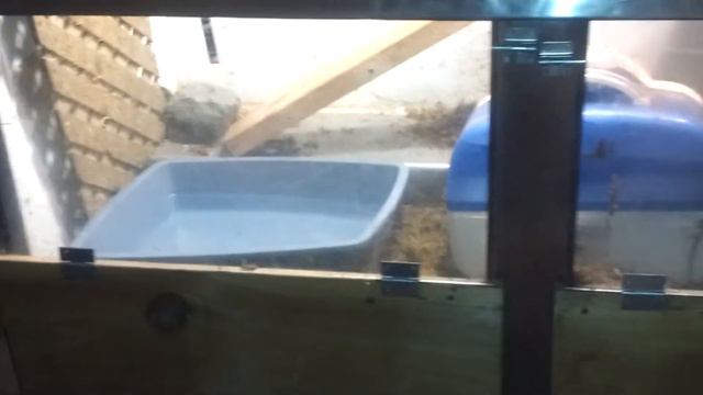 Savannah monitor Marley enclosure design смотреть онлайн