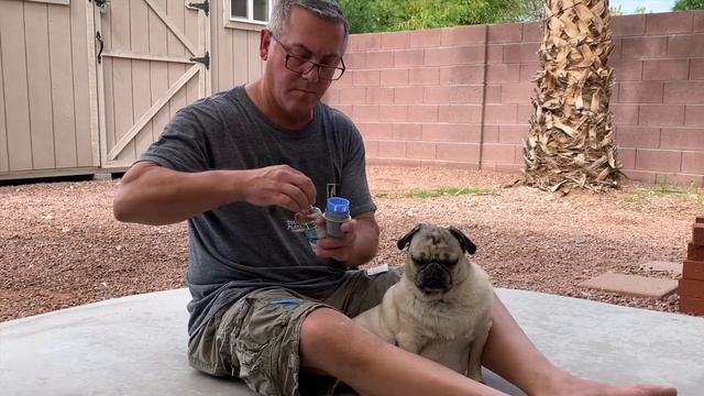 Attaching Freestyle Libre on a Pet смотреть онлайн