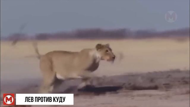 Ловушки Хищников! Битвы Животных Снятые на Камеру смотреть онлайн