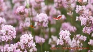 Лаванда узколистная Розеа (lavandula angustifolia rosea) ? обзор: как сажать, рассада лаванды Розеа