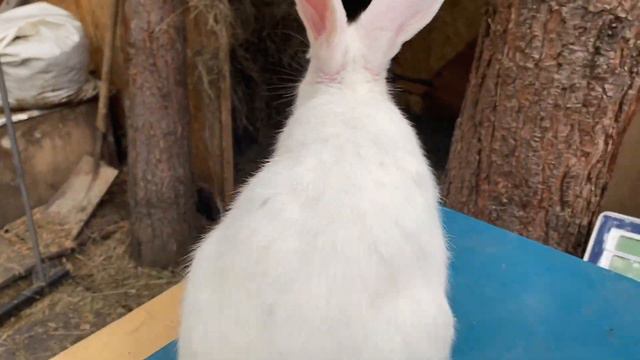 Белый великан, два самца смотреть онлайн