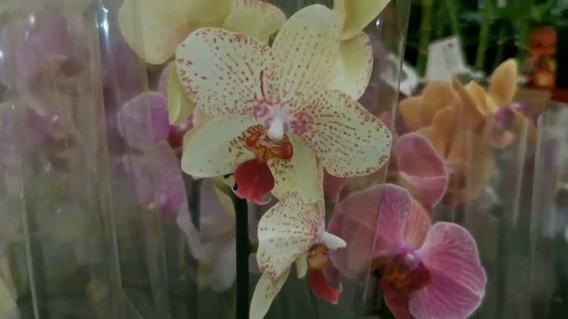 Что такое "СОЛИД ГОЛД"?Орхидеи "Solid Gold". смотреть онлайн