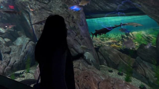 Ripley's Aquarium of Canada Vlog 2019 (Full Tour) смотреть онлайн