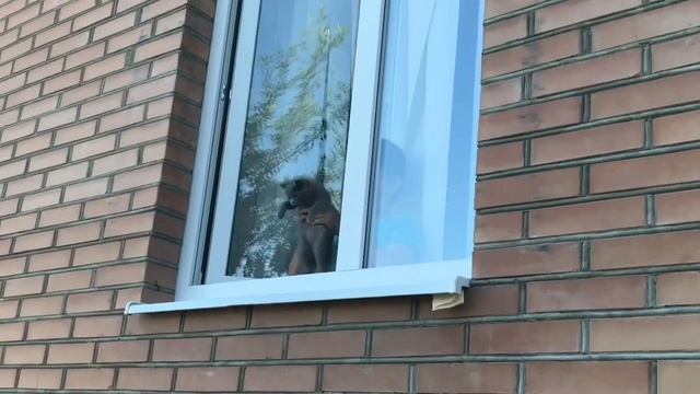 Ингушская версия король лев ??? смотреть онлайн