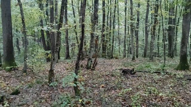№288/ ВОТ ЭТО ПОВЕЗЛО!!!! Столько ДЕЛИКАТЕСНЫХ грибов (Вороночник рожковидный) смотреть онлайн