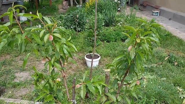 Персик киевский ранний Peach Kiev early смотреть онлайн